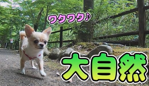 【犬 Vlog】半年ぶりの大自然！ワクワクが止まらないチワワのみるく