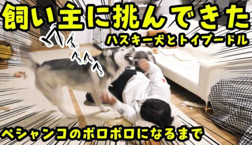 飼い主に挑んできた、ハスキー犬とトイプードルが破壊するまでの様子