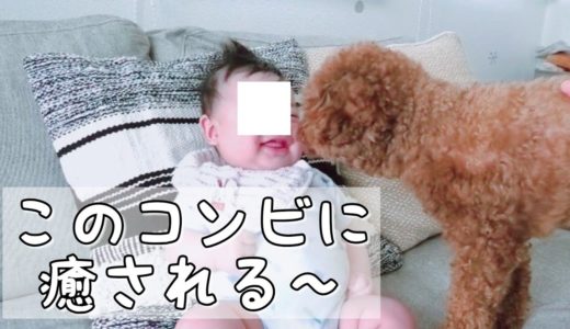 赤ちゃんにケラケラ笑われる犬♡朝の過ごし方♪　トイプードルのTaruto&Rasuku