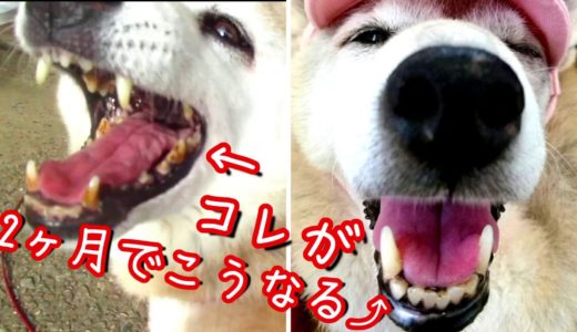 【犬の歯石取り】柴犬玲ちゃん15歳の十数年間分の歯石を無麻酔で取りました【老犬】