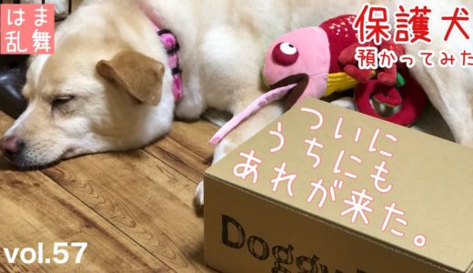 【保護犬預かり】ここまでおもちゃで喜んでくれると正直とても楽【Doggy Box】