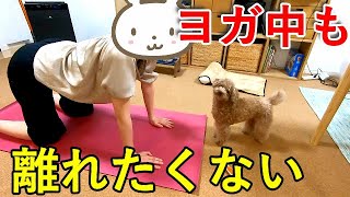 家でヨガするママにくっついて離れたくない犬が可愛いw【トイプードル】