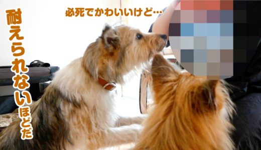 犬たちが夢中な激臭な食べ物知っていますか？