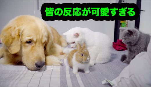 初めて新入りうさぎに会った犬, 猫たちの反応が超おもしろい！