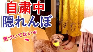 自粛中に犬とかくれんぼしたら過去最高に楽しそうで可愛かったw【トイプードル】