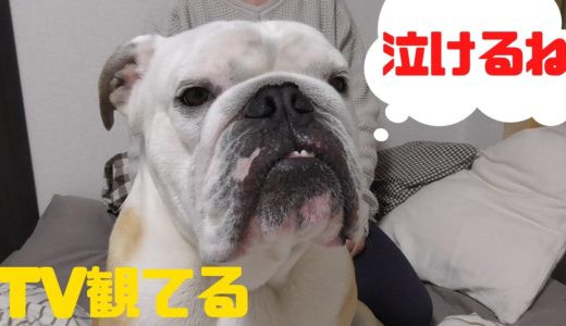 犬も映画を観ると感動するらしいです・・・