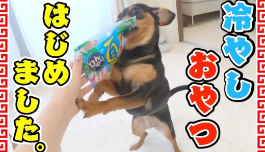 暑い日は犬だってアイス食べたいよね？