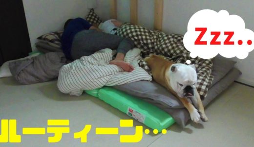 朝が弱い犬と朝と昼が弱い飼い主のモーニングルーティーン