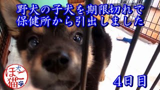 【犬　子犬　保護犬】野犬の子犬を保健所から引き出しました　4日目その２