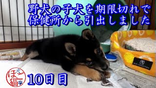 【犬　子犬　保護犬】野犬の子犬を保健所から引き出しました　10日目