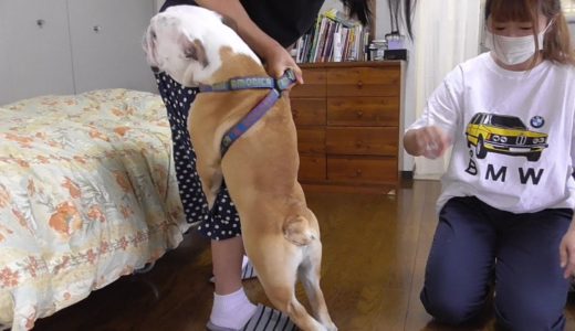 自分を人間だと思い込んでる犬、バァバと2か月ぶりの再会で国士無双と化す！