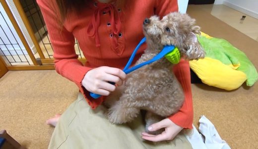 マッサージ棒を使ったら犬があまりの気持ちよさにうっとりして可愛いw【トイプードル】