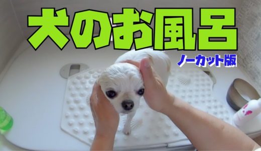 犬のお風呂　多頭飼いでも30分あれば出来ちゃいます♪　ほぼノーカット版👍