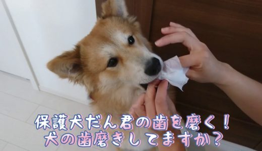 保護犬だん君の歯を磨く！犬の歯磨きしてますか？