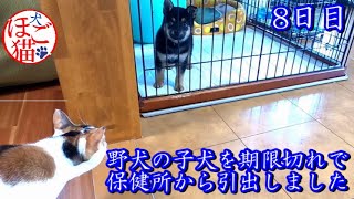 【犬　子犬　保護犬】野犬の子犬を保健所から引き出しました　8日目