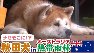 「どうぶつピース！！かわいい大図鑑」犬編（64）ナゼそこに!? 熱帯雨林で暮らす秋田犬