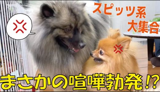 【スピッツ系】全犬種で最も原始的な犬！ポメラニアン、日本スピッツ、キースホンド達登場で意図しない展開に！？