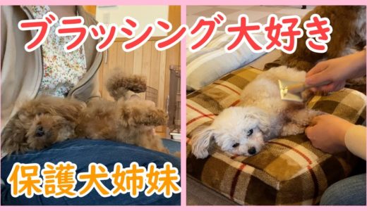 ブラッシングでとろける保護犬姉妹