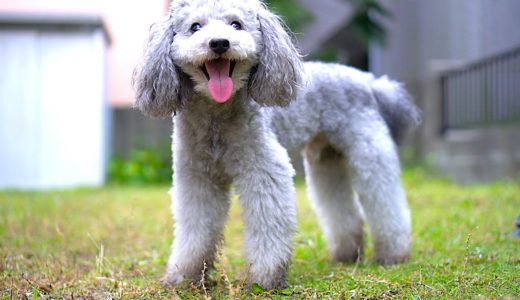 🐶雨が降ってるけど、どうしてもお庭で遊びたい犬が愛おしい。【トイプードル】