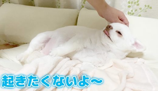 眠たくてぐずる犬、すぐママにあやまる♥｜チワワのコハク