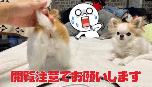 こんな事初めて！！鹿肉食べたら犬が大変な目にあいました😭