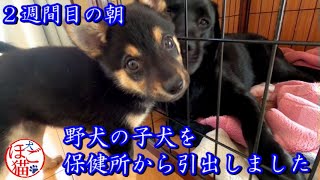 【犬　子犬　保護犬】野犬の子犬を保健所から引き出しました　2週間目の朝１