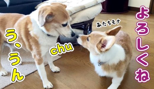 子犬と先輩犬の距離が近づいた！？【コーギー】