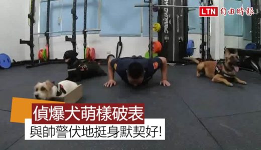 帥警與偵爆犬默契好！伏地挺身萌樣破表(中市警犬隊提供)