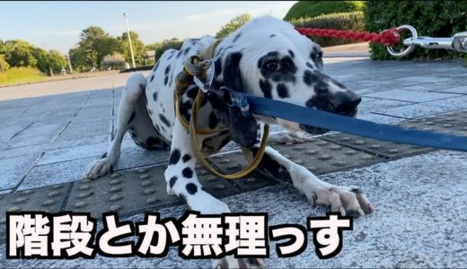 段差が苦手な保護犬ダルメシアン