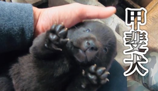 甲斐犬の子犬を見に行きました！