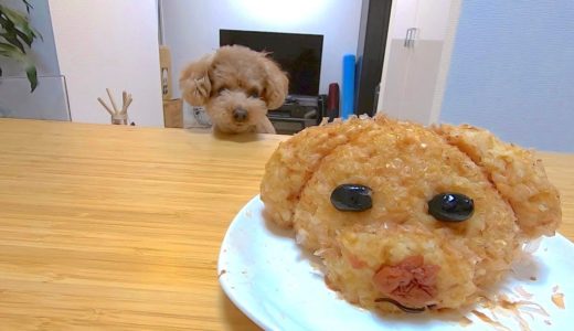 【Twitterで話題】トイプードルおにぎりを犬と作ってみたらなぜか豚になった。