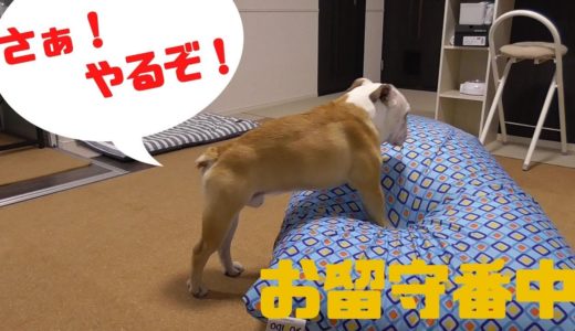 ひとりでお留守番してる犬が飼い主に隠れてこんなことしてました！