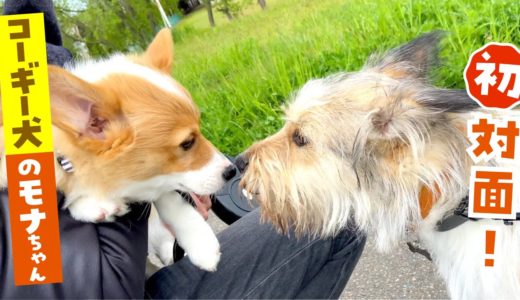 コーギー犬のモナちゃんと初対面した結果…