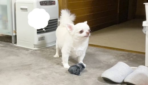 かまって欲しくてわざわざイタズラをお知らせする犬