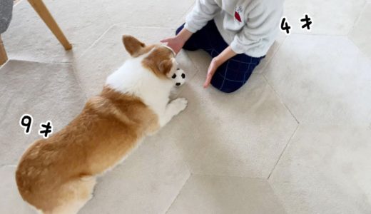 犬と子供のやりとりが可愛い【コーギー】