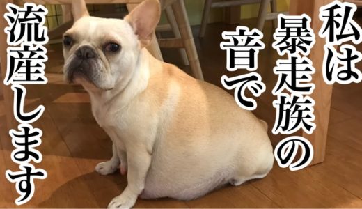 【拡散希望】妊娠犬は暴走族の音で流産します。子犬の命と暴走どちらが大切か考えてみて下さい。