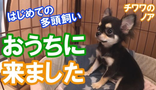 【重大発表】チワワが初めておうちにきました…先住犬が驚愕のリアクション！／チワワのノア #136