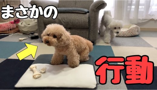 【衝撃】バレなければいいと思う犬w【トイプードル 】【マルプー】