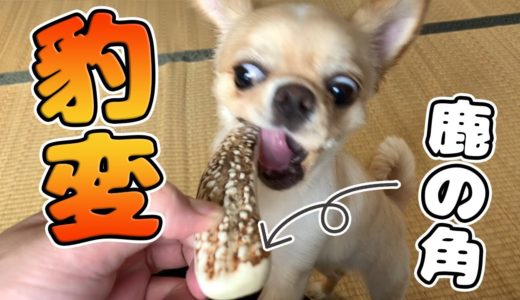 【犬 Vlog】はじめての鹿の角に豹変するチワワのみるく