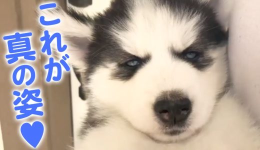 実はこんな性格です！ ハスキー犬の可愛すぎる素顔…♥【PECO】