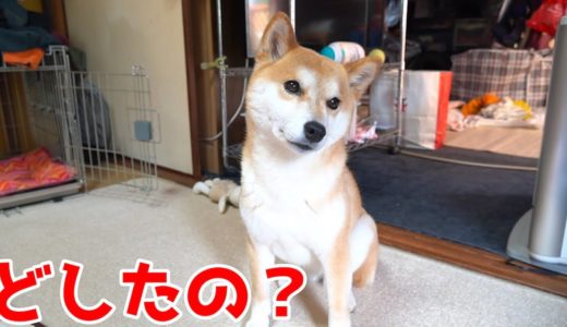 うちの柴犬はやはり犬をやめてました 猫はちゃんと猫です shiba inu