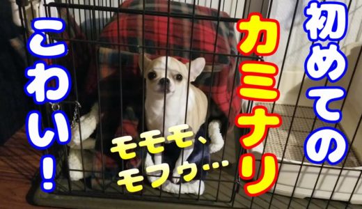 【216日】初めての雷に動揺するチワワ犬。明らかに普段とは違う様子。