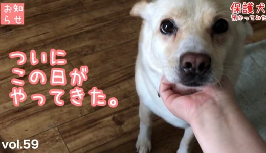 【保護犬預かり】皆様へ、大事なお知らせ。