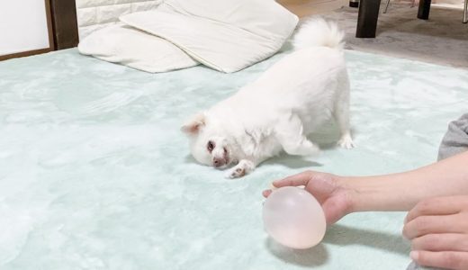 風船の空気が気持ち悪くて怒る犬❤️キュートなキレ具合チワワのコハク