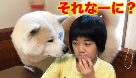 勉強もおやつも一緒だね♪秋田犬そうすけ君の自粛生活【VLOG】