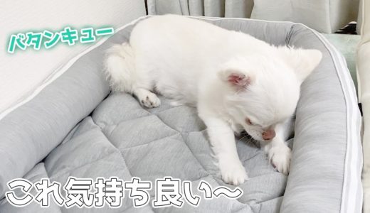 冷感ベッドが気持ち良くて一瞬で寝落ちする犬！