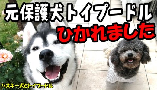 元保護犬トイプードルがひかれました husky and Poodle