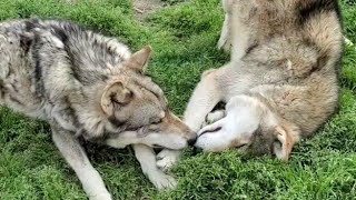 【リア獣】狼犬がイチャイチャする動画(オス同士)