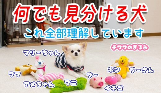 【天才】何でも見分ける賢過ぎる犬が可愛い【チワワのまろみ】