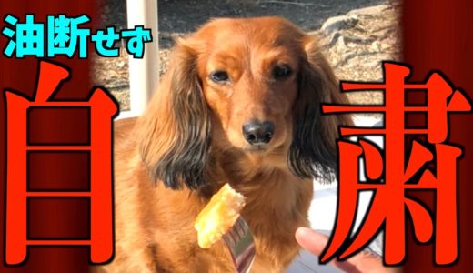 【自粛犬】緊急事態における犬の気持ち6